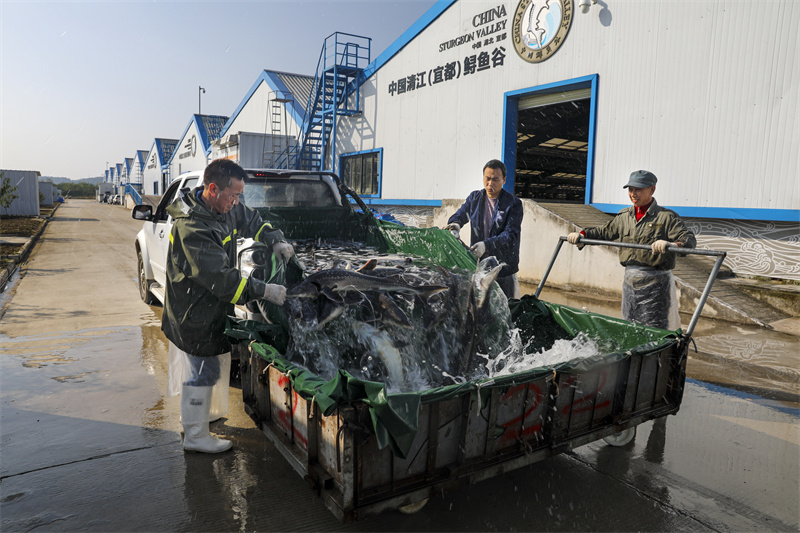 鱘魚谷養(yǎng)殖車間。望作信攝