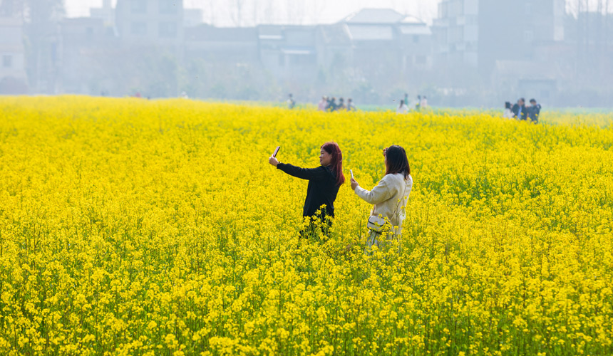 武漢蔡甸：知音故里油菜花節(jié)開幕 萬畝油菜花迎綻放【6】