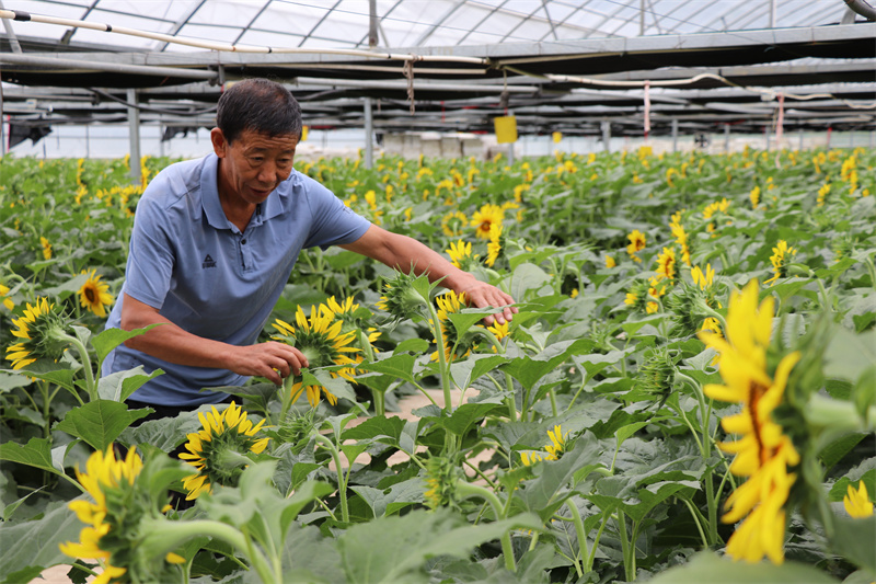 2023年9月，育苗服務(wù)隊員袁顯德種植的油葵。杜修峰攝