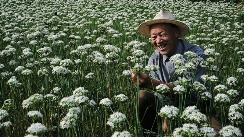 核桃樹埡村村民看著盛開的韭菜花臉上洋溢著幸福的笑容。席曙光攝