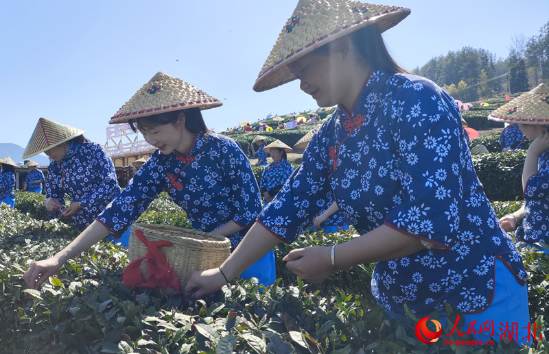 3月29日，湖北省十堰市竹山縣上庸鎮(zhèn)大泉山千畝生態(tài)茶園春茶開采。人民網(wǎng) 王郭驥攝