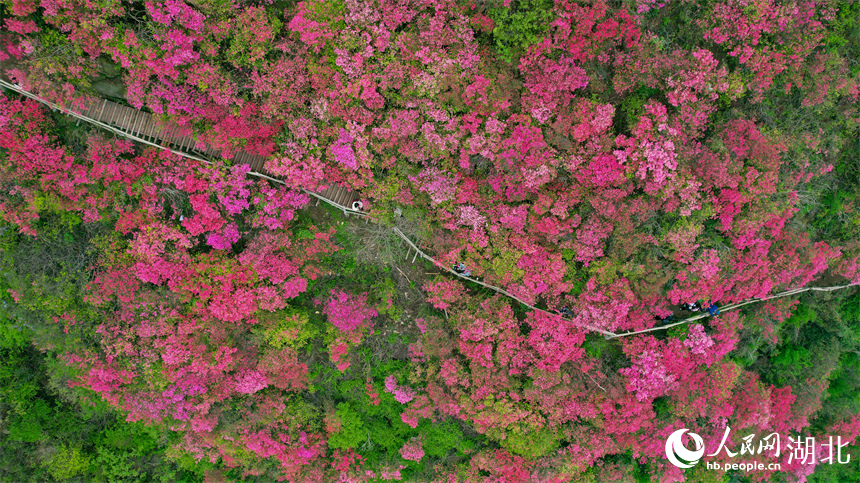 航拍杜鵑花海姹紫嫣紅。人民網(wǎng)記者 周倩文攝