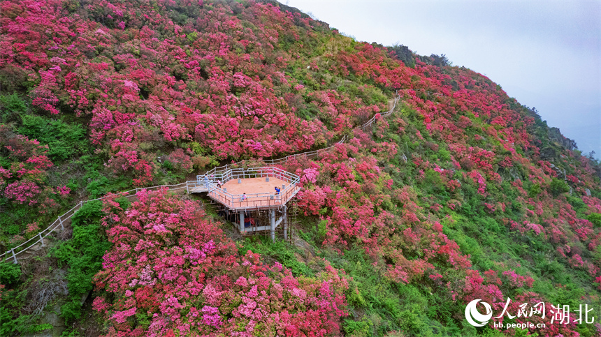 觀景臺邊的杜鵑花競相綻放。人民網(wǎng)記者 周倩文攝