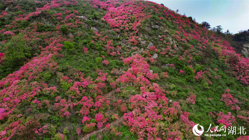 杜鵑花生長在峭壁上，構(gòu)成景觀獨(dú)特、壯麗的風(fēng)景。人民網(wǎng)記者 周倩文攝