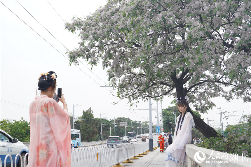 武漢黃鶴樓公園外，繁花盛開，吸引游客穿漢服打卡。人民網記者 王郭驥攝