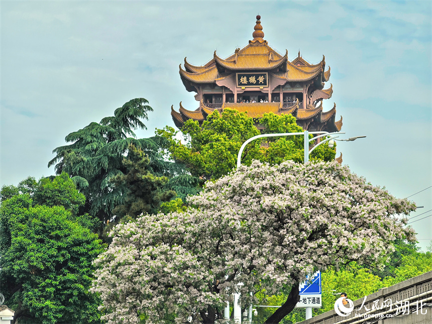 武漢黃鶴樓公園外，繁花盛開(kāi)。人民網(wǎng)記者 周雯攝