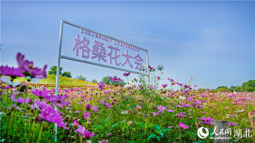 遍地插著格桑花大會的牌子方便游人打卡。人民網(wǎng)記者 周倩文攝