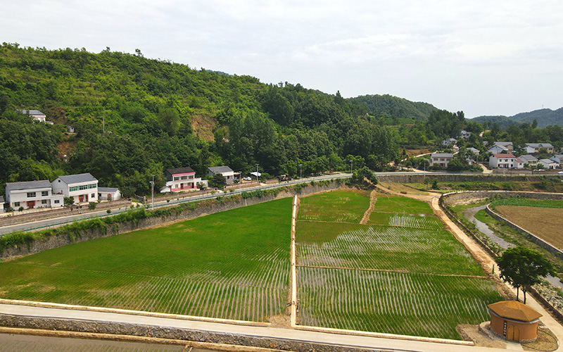 湖北省十堰市鄖陽區(qū)譚家灣鎮(zhèn)黃畈村渠水嘩嘩稻青青