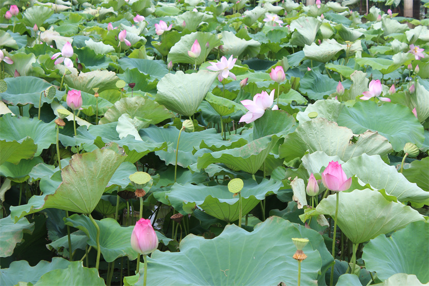 武漢市江夏區(qū)法泗街道，荷花進(jìn)入盛花期。