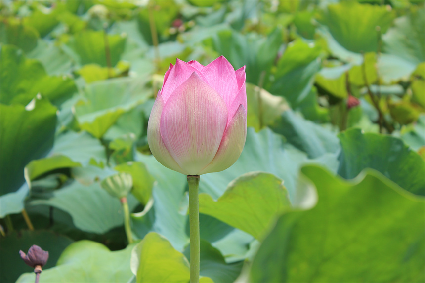 武漢市江夏區(qū)法泗街道，荷花綻放。