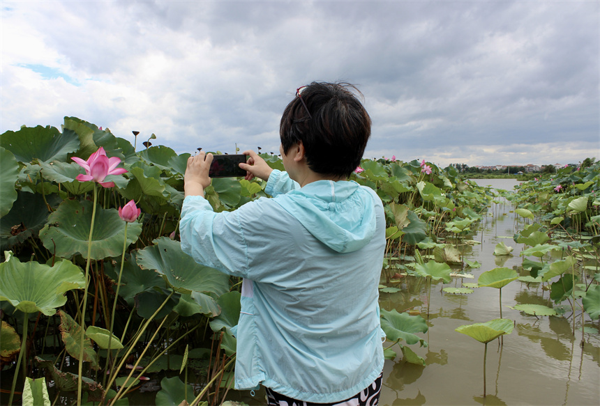 武漢市江夏區(qū)法泗街道鑫農(nóng)湖荷花濕地公園，游客正在拍照。