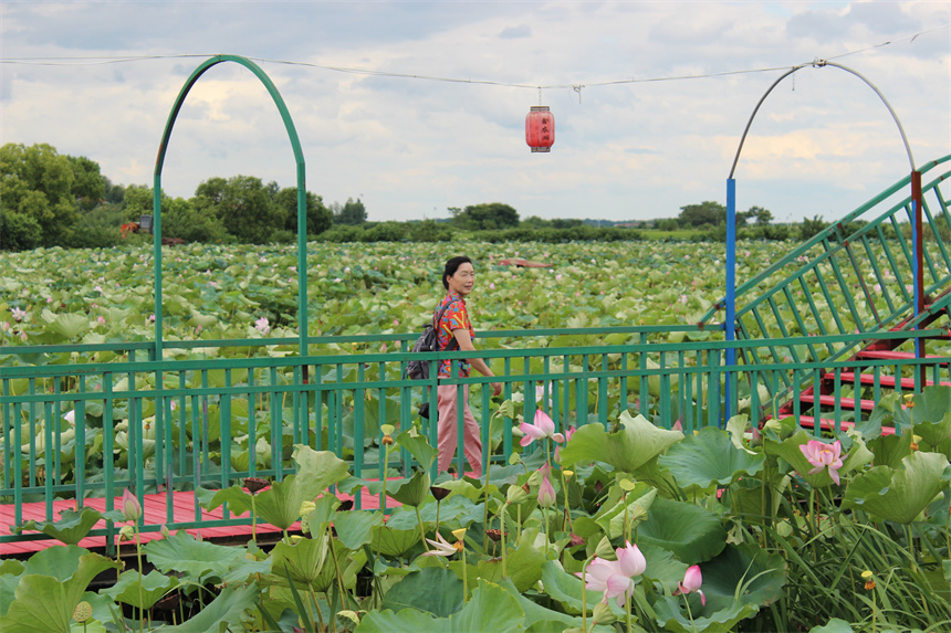 武漢市江夏區(qū)法泗街道鑫農(nóng)湖荷花濕地公園，游客正在賞荷。