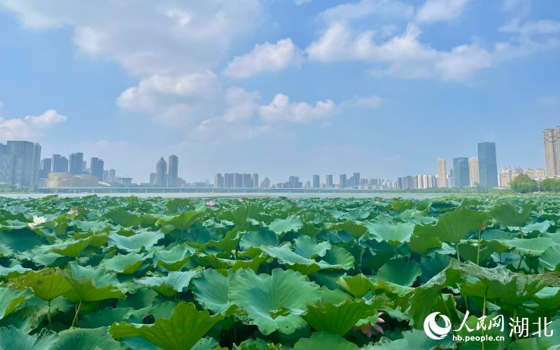 武漢沙湖，一派“接天蓮葉無(wú)窮碧”的美景。人民網(wǎng)記者 張沛攝