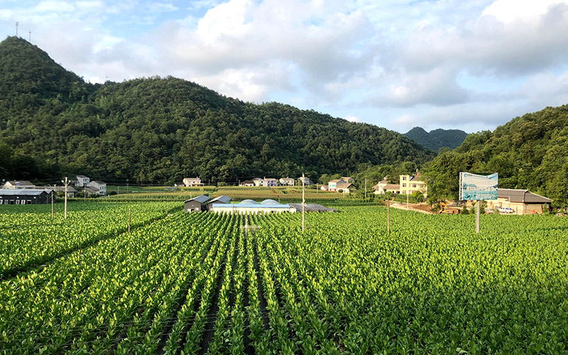 大栗樹村“黃鶴樓五峰雪茄產(chǎn)業(yè)園”