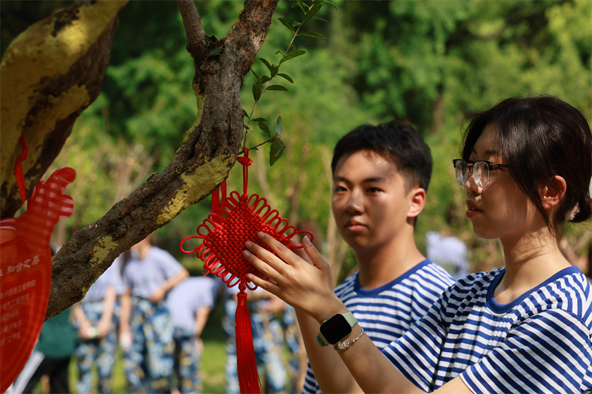 同學(xué)們給石榴樹系上中國結(jié)。學(xué)校供圖