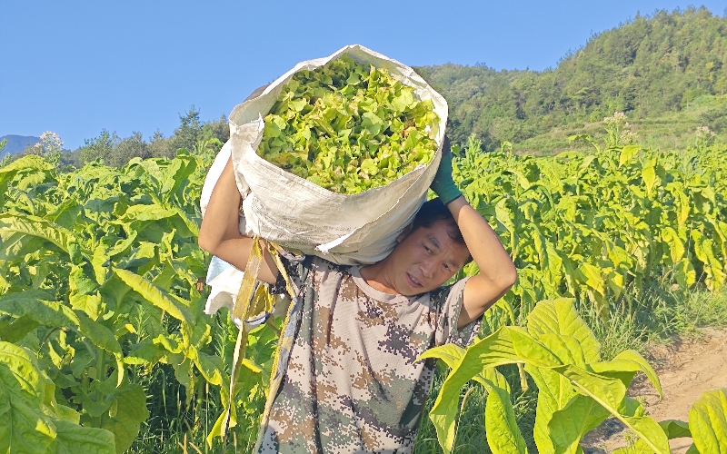 煙農采收煙葉。師立林攝