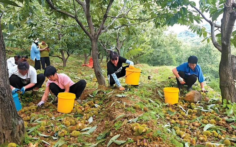 湖北省孝感市孝昌縣的2萬多畝板栗喜獲豐收