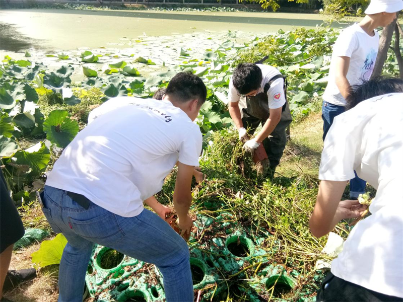 湖北大學(xué)沙湖環(huán)保志愿隊將美人蕉、空心菜、水芹等植物移植到浮體上栽培，降低水體富營養(yǎng)化程度。