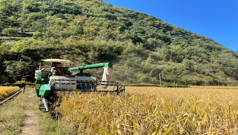 收割機(jī)在金色的稻田里穿梭。孟瑩攝