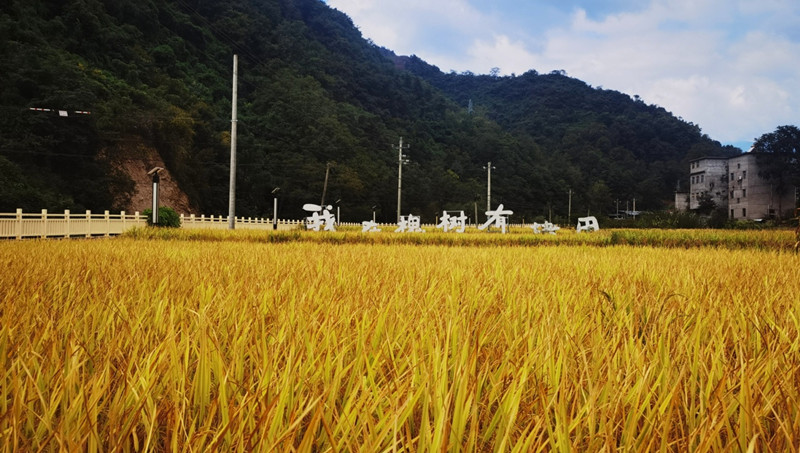 鄖西縣槐樹林特場千余畝冷水稻田“豐”景如畫。鄒景根攝