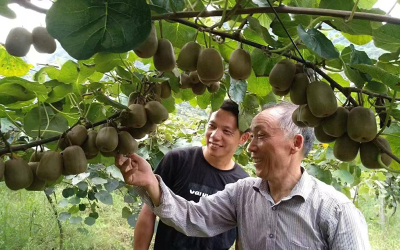 劉合倫向游客介紹獼猴桃