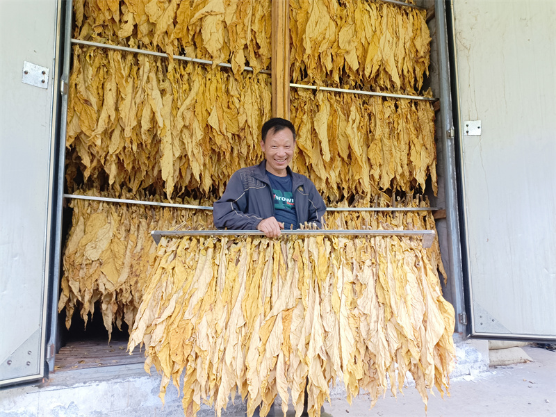 煙農(nóng)展示新鮮烘烤出爐的煙葉。竹溪縣煙草專賣局（營銷部）供圖