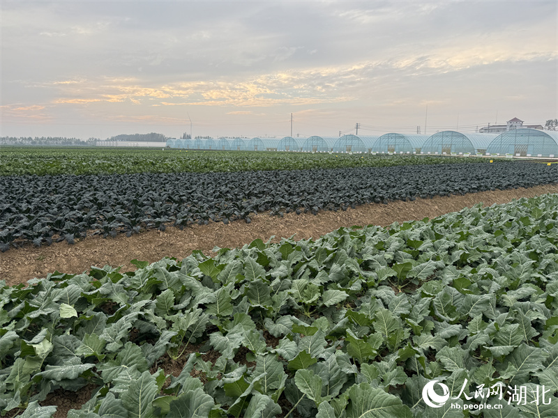 簽約101.18億元 湖北天門加快提升“華中蔬菜集散基地”影響力