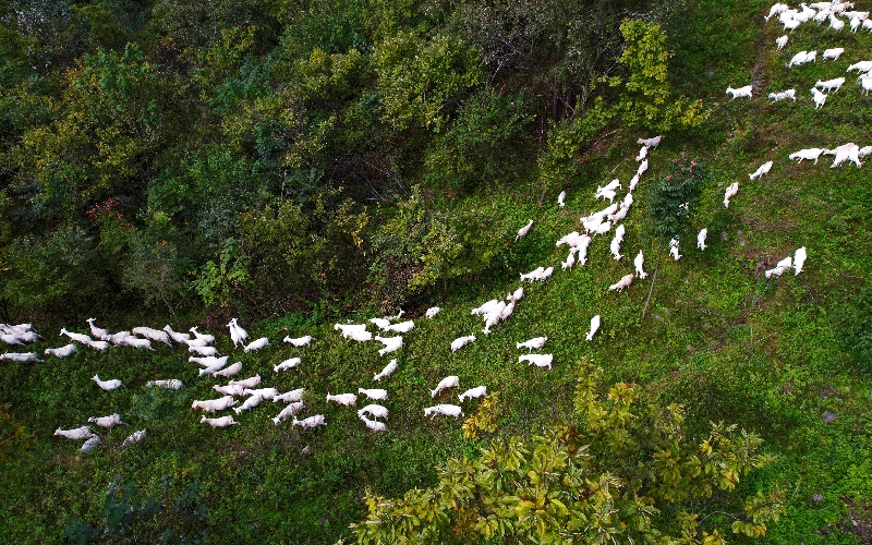 香口鄉(xiāng)園林山馬頭山羊養(yǎng)殖專業(yè)合作社散養(yǎng)在山林里的馬頭山羊。 徐軍攝