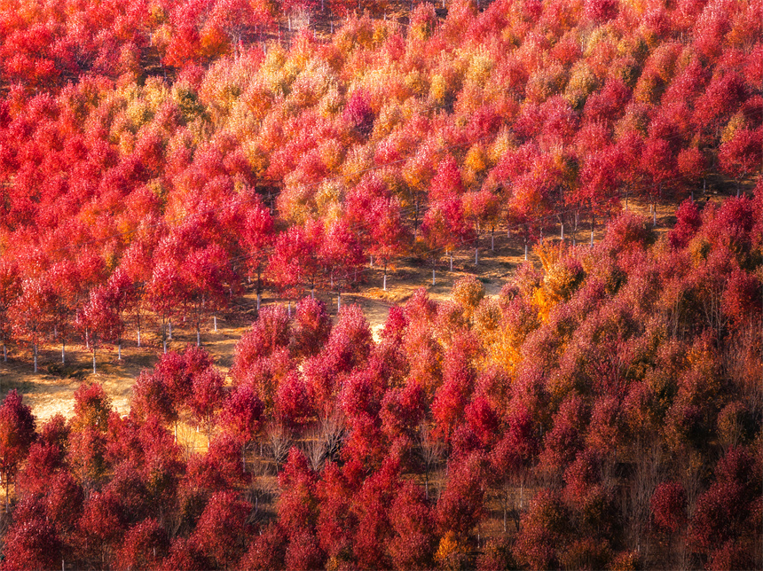 文華學(xué)院紅楓林全景。譚佳英攝